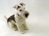 Arnold, the Wire Fox Terrier, needle felted