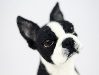 Bella the needle felted Boston terrier