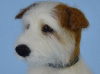 Bom the Jack Russell terrier custom needle felted sculpture