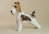 Sara the Wire Fox Terrier needle felted figurine