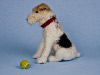 Needle felted Wirehaired Fox Terrier with a tennis ball